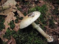 Amanita murrilliana image