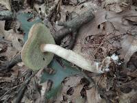 Boletus pallidus image