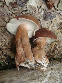 Tylopilus badiceps image