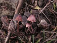 Mycena purpureofusca image