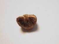 Panaeolus cinctulus image