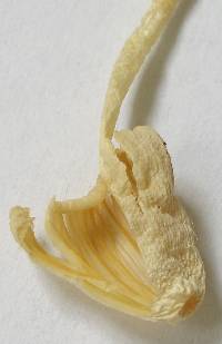 Conocybe romagnesii image