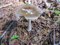 Amanita constricta image