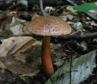 Aureoboletus auriporus image