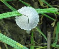 Psathyrella marcescibilis var. virginea image