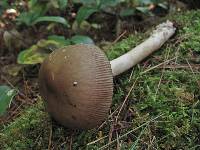 Amanita borealisorora image