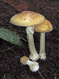 Amanita crenulata image