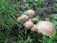 Pholiota terrestris image