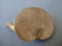 Tylopilus sordidus image