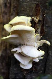 Pleurotus pulmonarius image