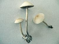 Panaeolus cyanescens image