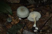 Clitocybe odora image