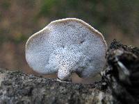 Polyporus leptocephalus image