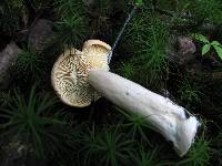 Lactarius helvus image