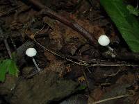 Cystolepiota seminuda image