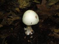 Amanita brunnescens var. pallida image