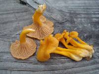 Cantharellus ignicolor image