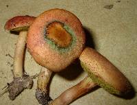 Boletus ferrugineus image