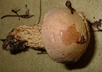 Austroboletus subflavidus image