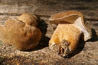 Boletus variipes image