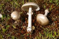 Amanita spreta image