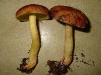 Leccinum rubropunctum image