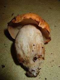 Tylopilus balloui image