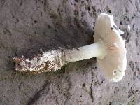 Amanita onusta image