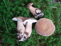 Boletus variipes image