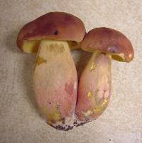 Boletus pseudosensibilis image