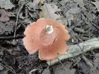 Leccinum aurantiacum image