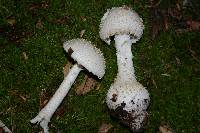 Amanita atkinsoniana image