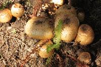 Agaricus nanaugustus image