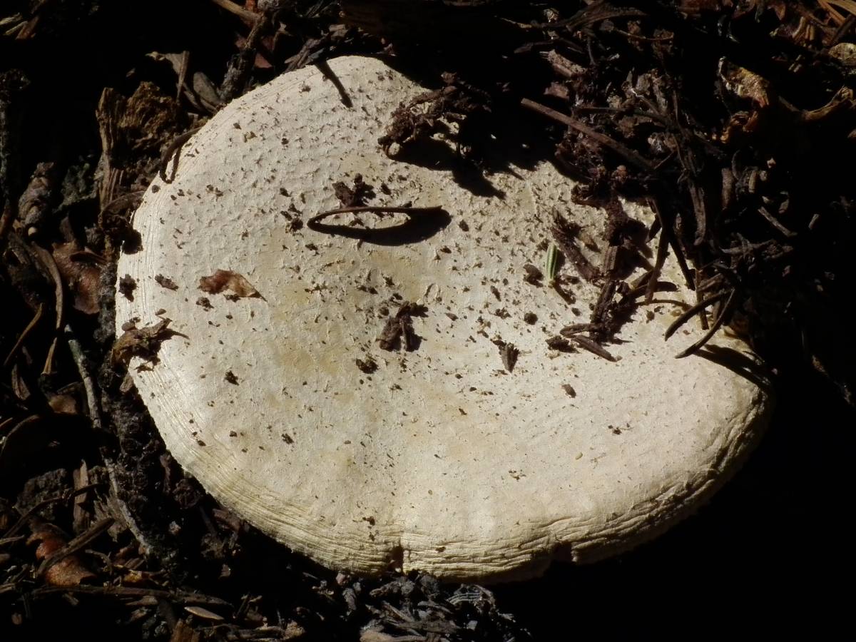 Amanita alpina image