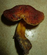 Boletus roxanae image