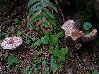 Agaricus hondensis image