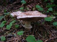 Agaricus hondensis image