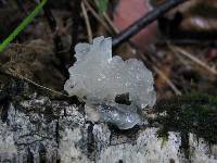 Tremella fuciformis image