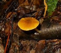 Pluteus admirabilis image