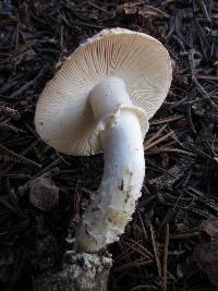 Amanita aprica image