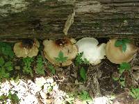 Royoporus badius image