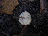 Lepiota cristata image