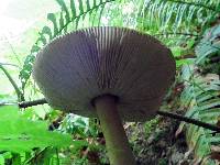 Amanita pachycolea image