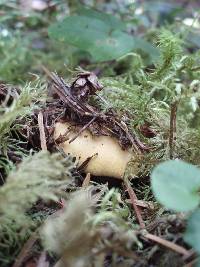 Cantharellus formosus image