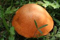 Leccinum insigne image