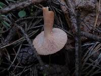 Lactarius tabidus image