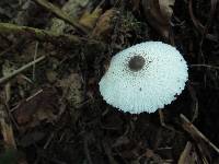 Leucocoprinus brebissonii image