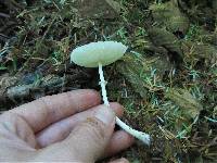 Leucocoprinus brebissonii image