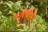 Calocera viscosa image