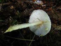 Lepiota magnispora image